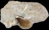 Mosasaur (Prognathodon) Tooth - Morocco #43903-1